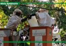 Araras realiza retirada de enxame de abelhas agressivas no Lago Municipal