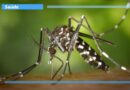 Gestão inadequada de resíduos sólidos pode contribuir para aumento da Dengue