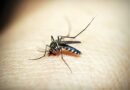 Limeira confirma sétima morte por dengue em 2025 e orienta sobre sinais de agravamento