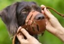 Projeto quer exigir guia e focinheira para cães considerados perigosos em locais públicos de SBO