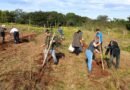 Araras realizou o plantio de 3.608 árvores em 2025