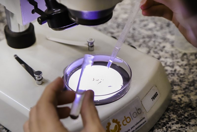 Santa Bárbara identifica aumento da infestação de Aedes aegypti no início do ano