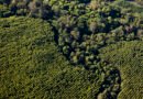 1,7 mil hectares de Mata Atlântica Restaurada pela Suzano.
