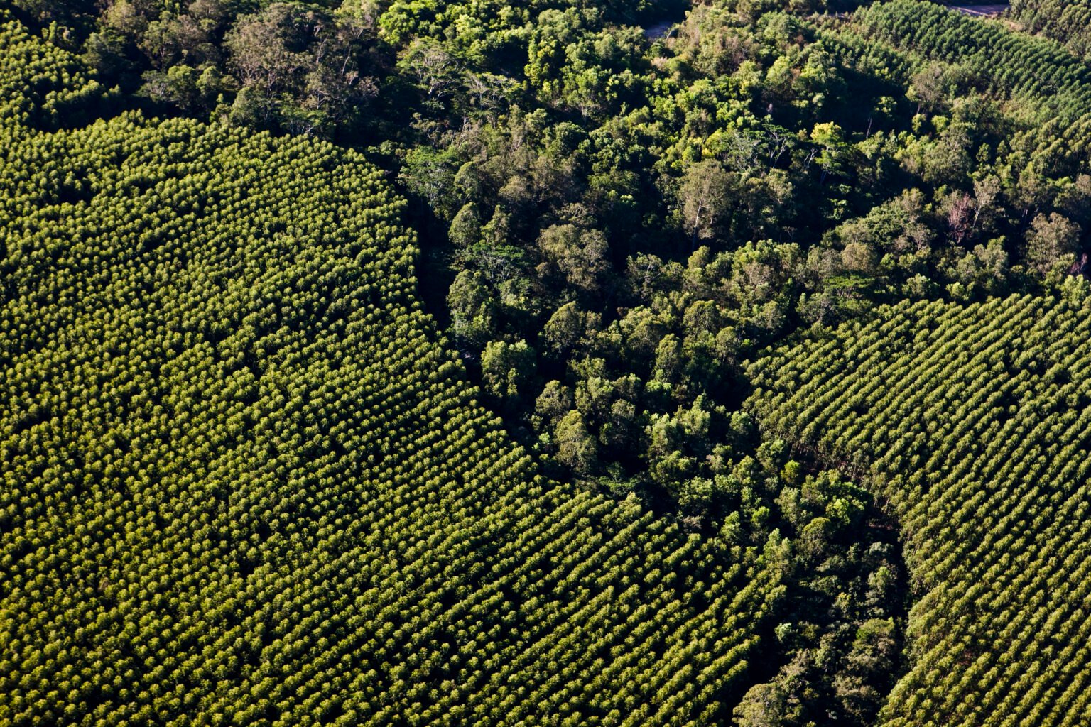 1,7 mil hectares de Mata Atlântica Restaurada pela Suzano.