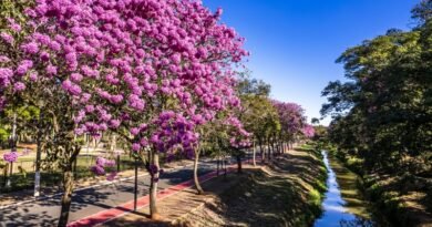 Feira Mãos e Patas terá adoção, shows e expositores pet neste sábado e domingo