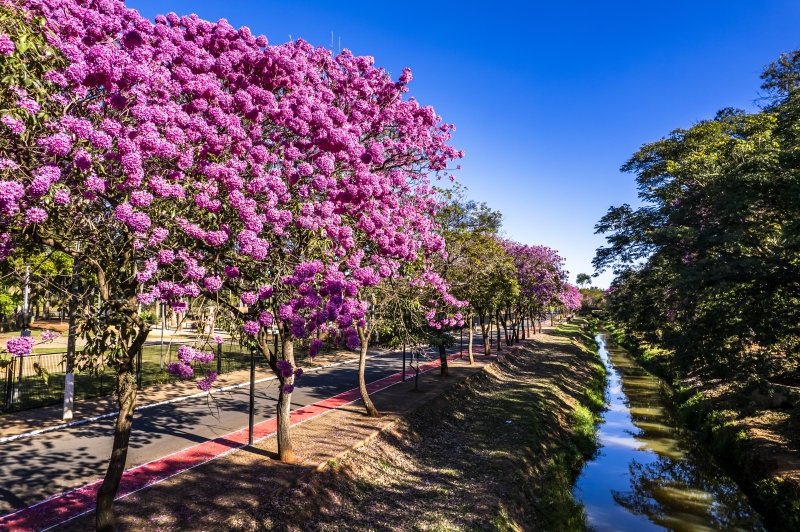 Feira Mãos e Patas terá adoção, shows e expositores pet neste sábado e domingo