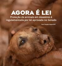 Sancionada lei que cria a Política de Acolhimento e Manejo de Animais Resgatados (Amar)