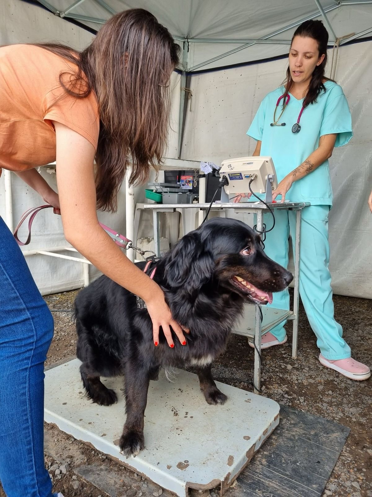 Prefeito Chico anuncia implantação de serviço móvel para cães e gatos em Americana
