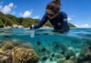 Projeto mapeia fauna marinha da Bahia por meio do DNA ambiental