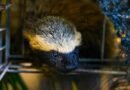 Cetras de Santa Bárbara acolhe filhotes de furão-pequeno e prepara retorno à natureza