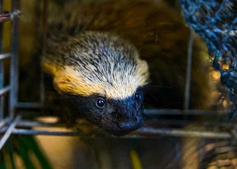 Cetras de Santa Bárbara acolhe filhotes de furão-pequeno e prepara retorno à natureza