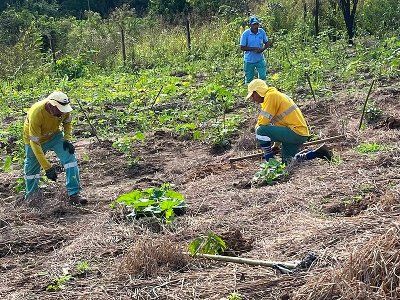Refloresta Americana ultrapassa 2 mil mudas plantadas