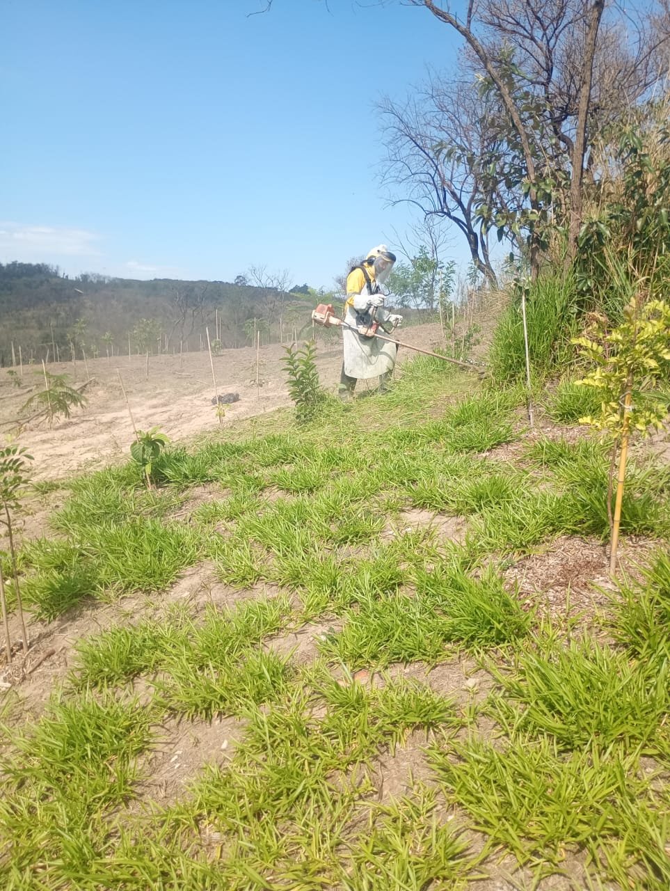 Refloresta Americana ultrapassa marca de 3,4 mil mudas plantadas